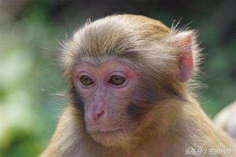 屬猴五行屬什麼|生肖屬猴五行屬性的人性格命運「金、木、水、火、土。